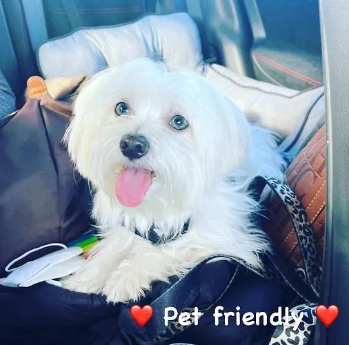 Loft Edificio Maura Primera Playa Lägenhet *